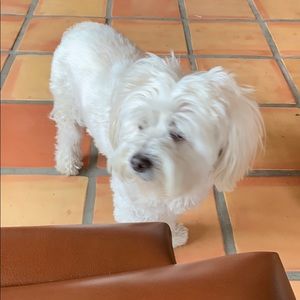 Meet your Posher, Sylvia